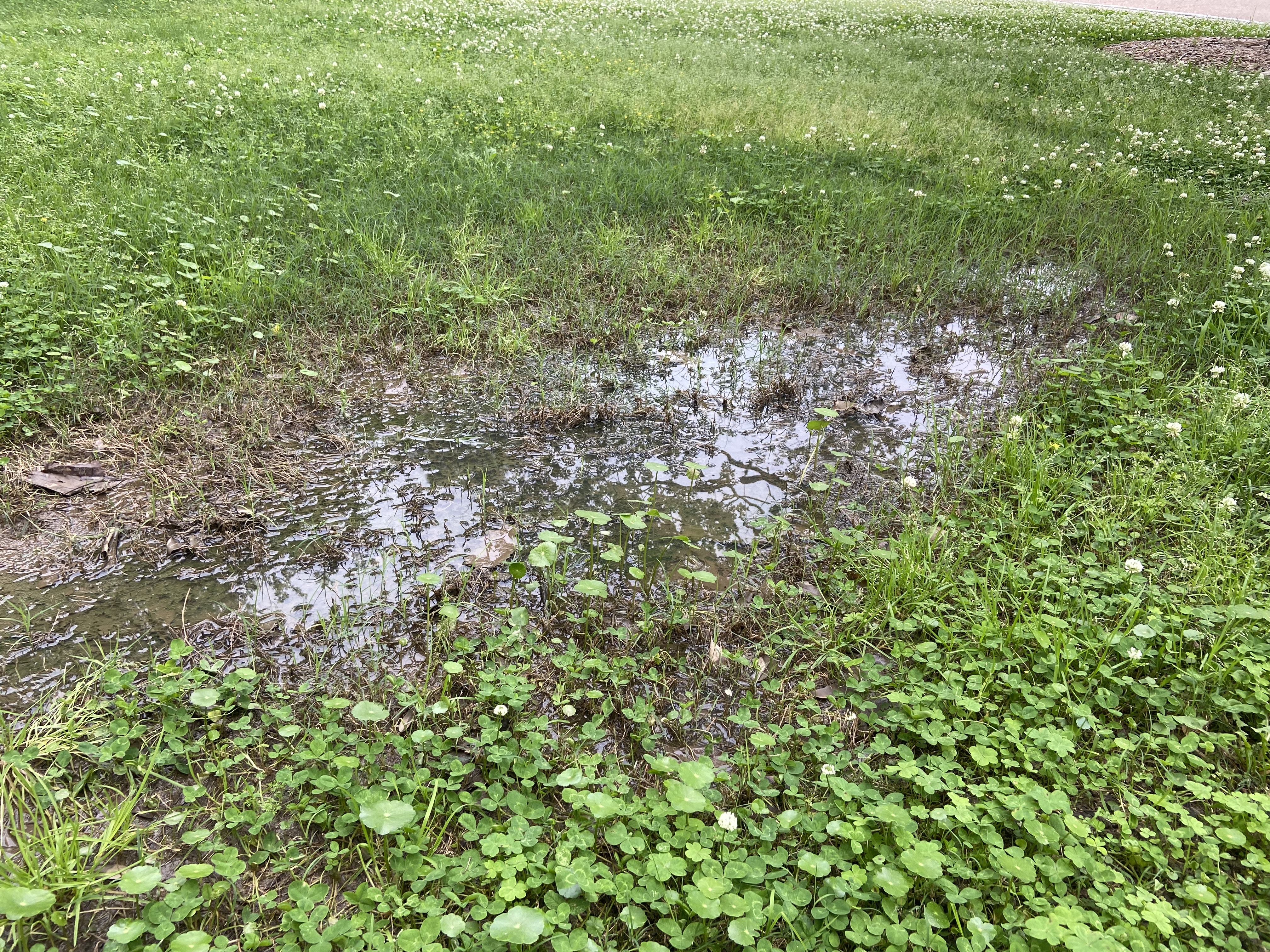 Got mosquitoes? Get rid of standing water